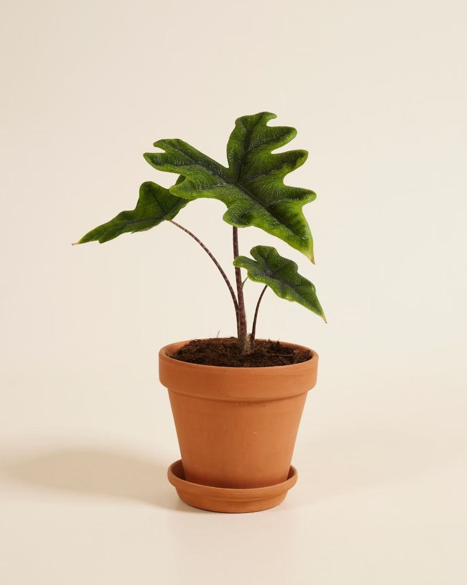 Alocasia Jacklyn (Houseplants) ألوكاسيا جاكلين