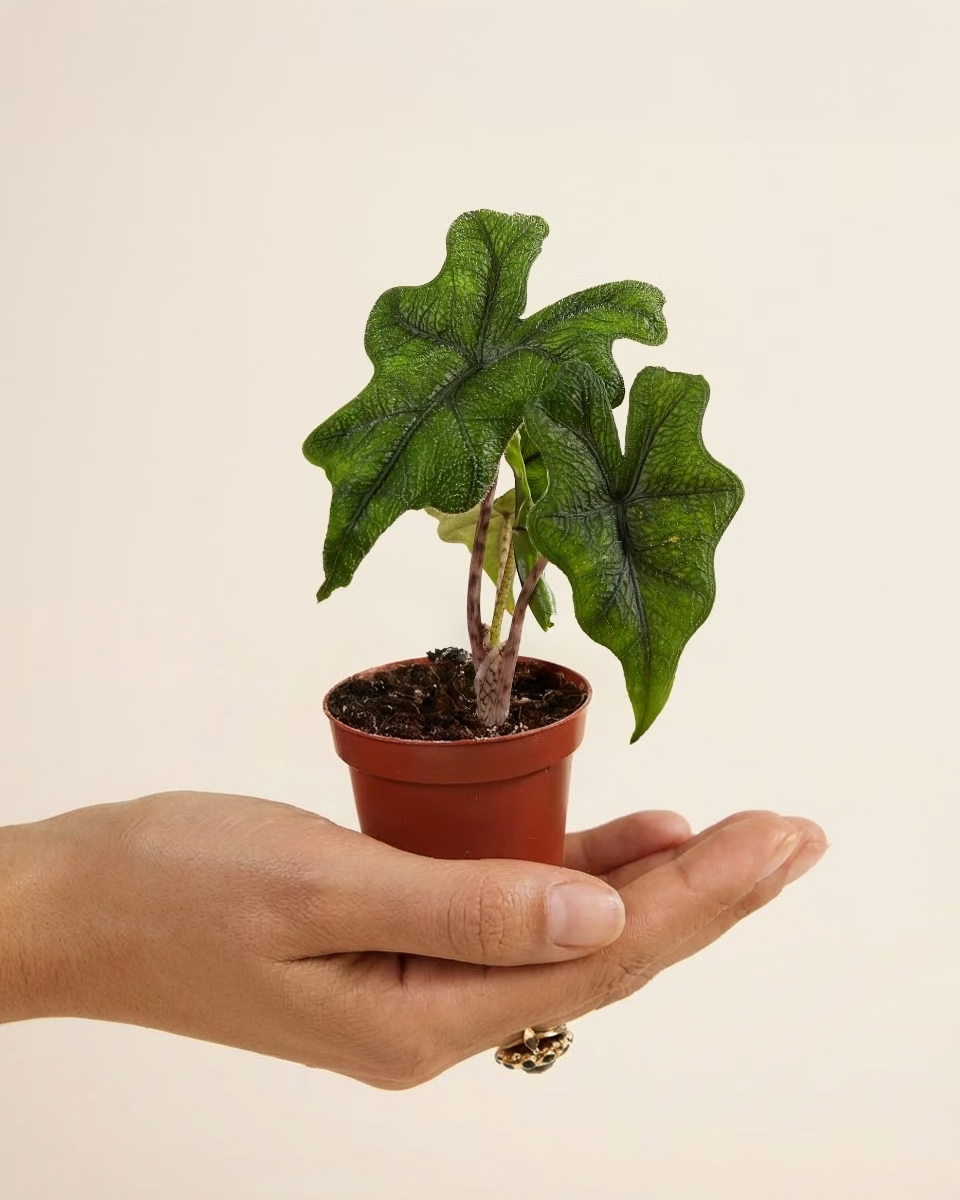 Baby Alocasia Jacklyn ألوكاسيا جاكلين