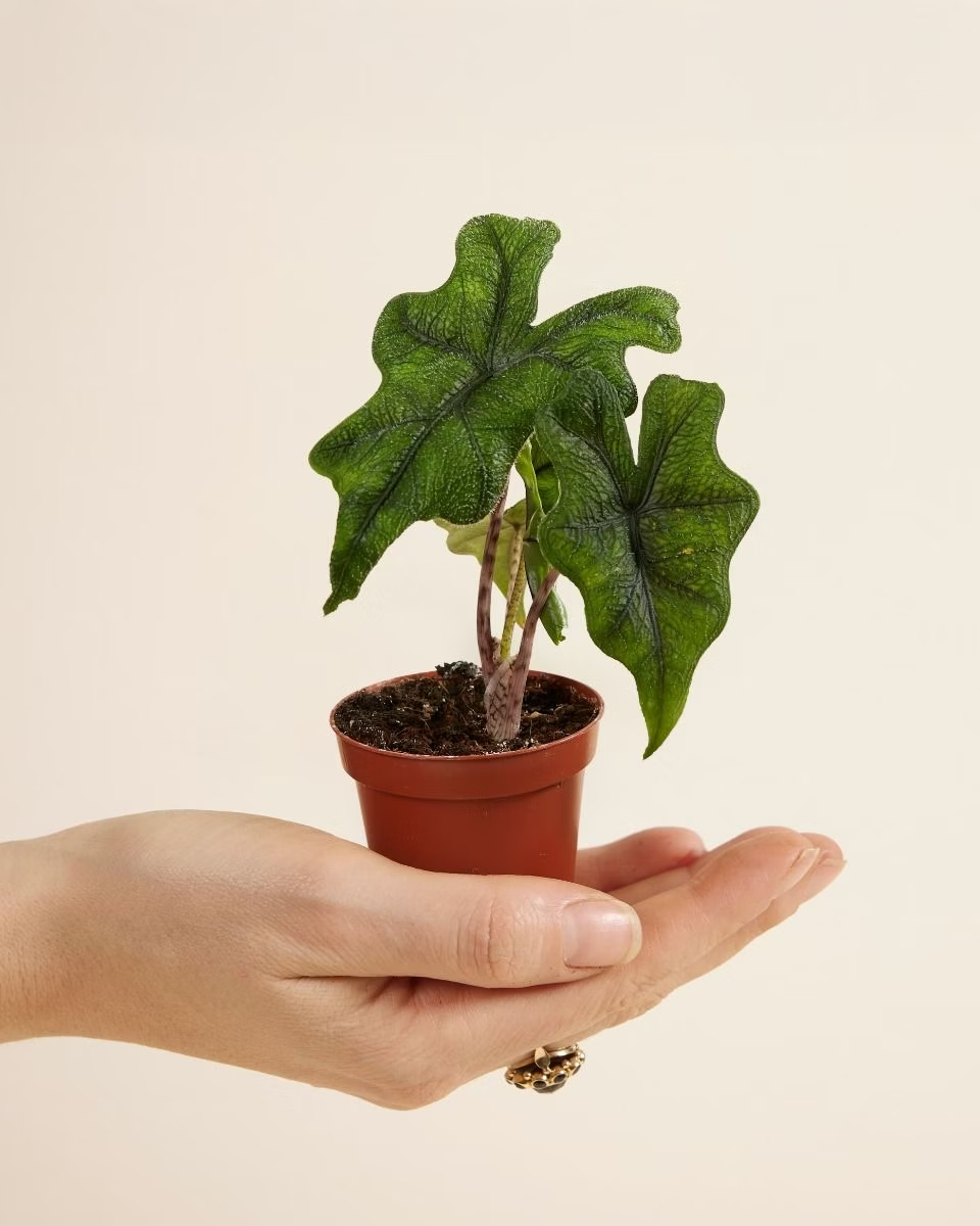 Baby Alocasia Jacklyn ألوكاسيا جاكلين