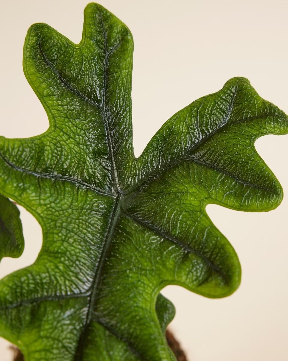 Alocasia Jacklyn (Houseplants) ألوكاسيا جاكلين