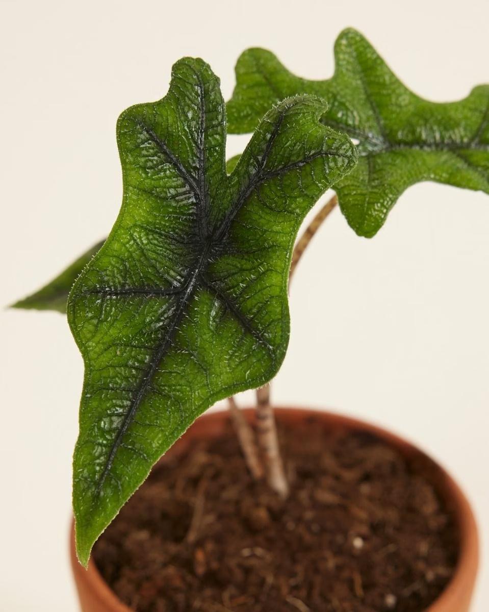 Baby Alocasia Jacklyn ألوكاسيا جاكلين