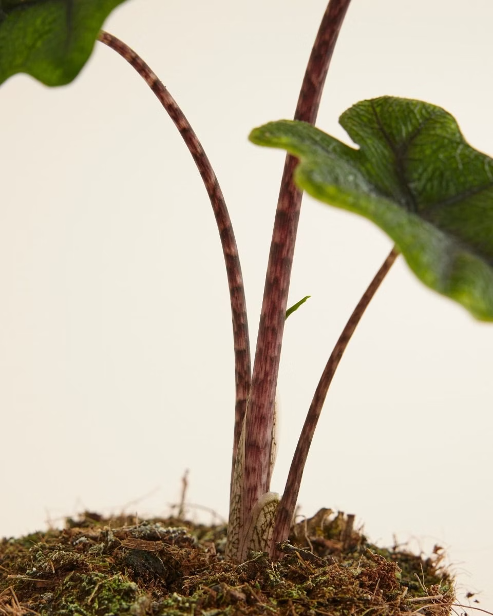 Alocasia Jacklyn (Houseplants) ألوكاسيا جاكلين