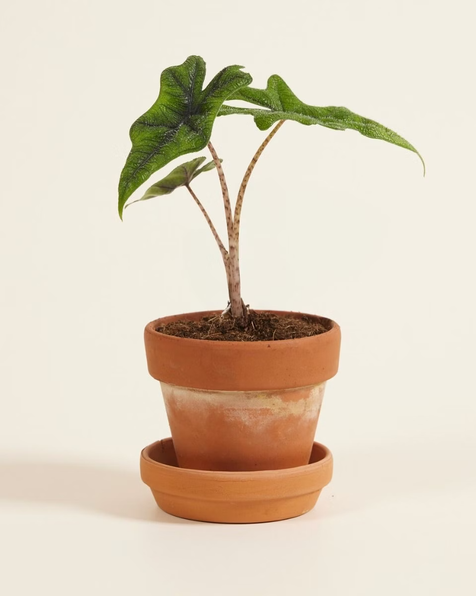 Baby Alocasia Jacklyn ألوكاسيا جاكلين