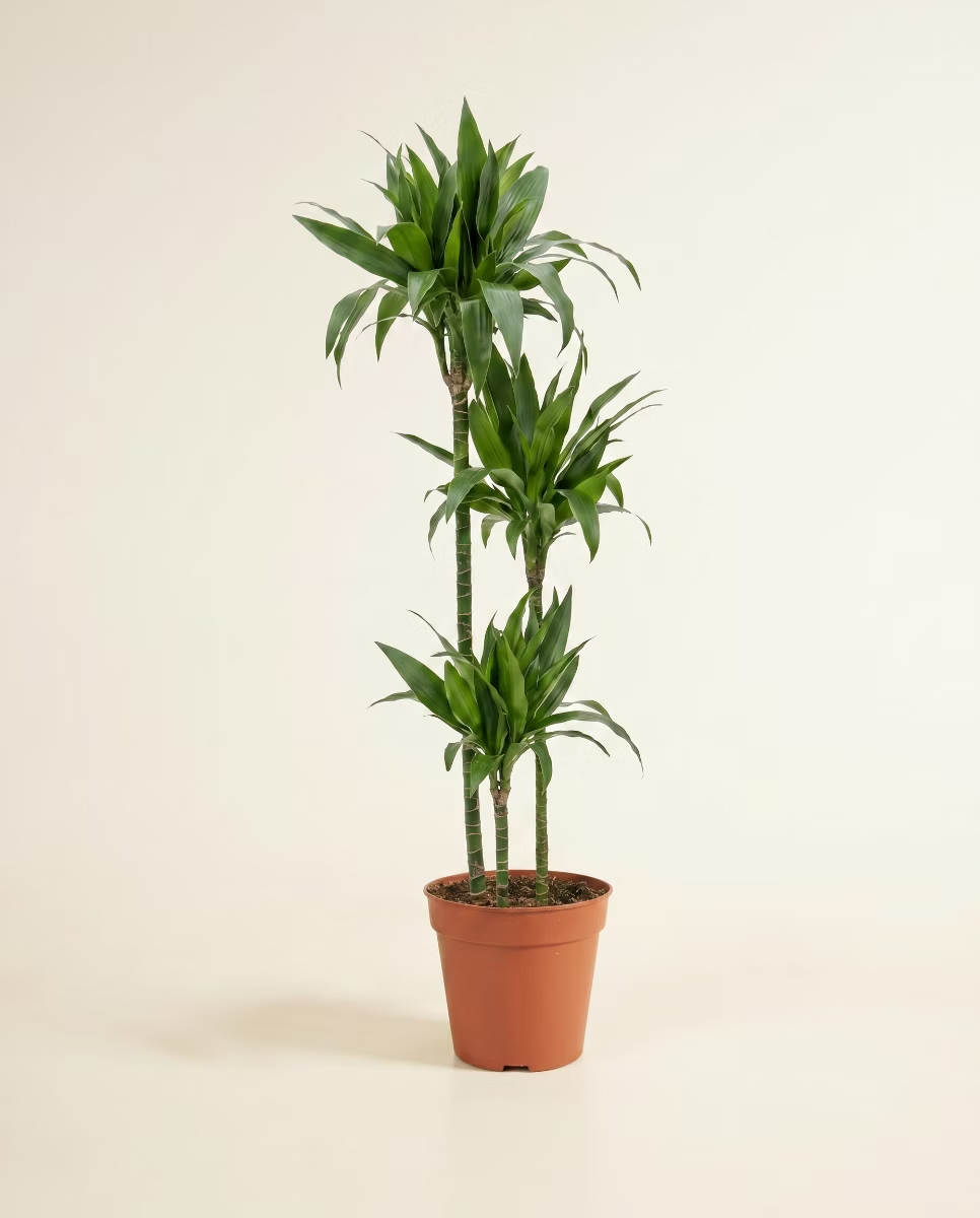 Dracaena Janet Craig (Dragon tree)