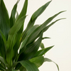 Dracaena Janet Craig (Dragon tree)