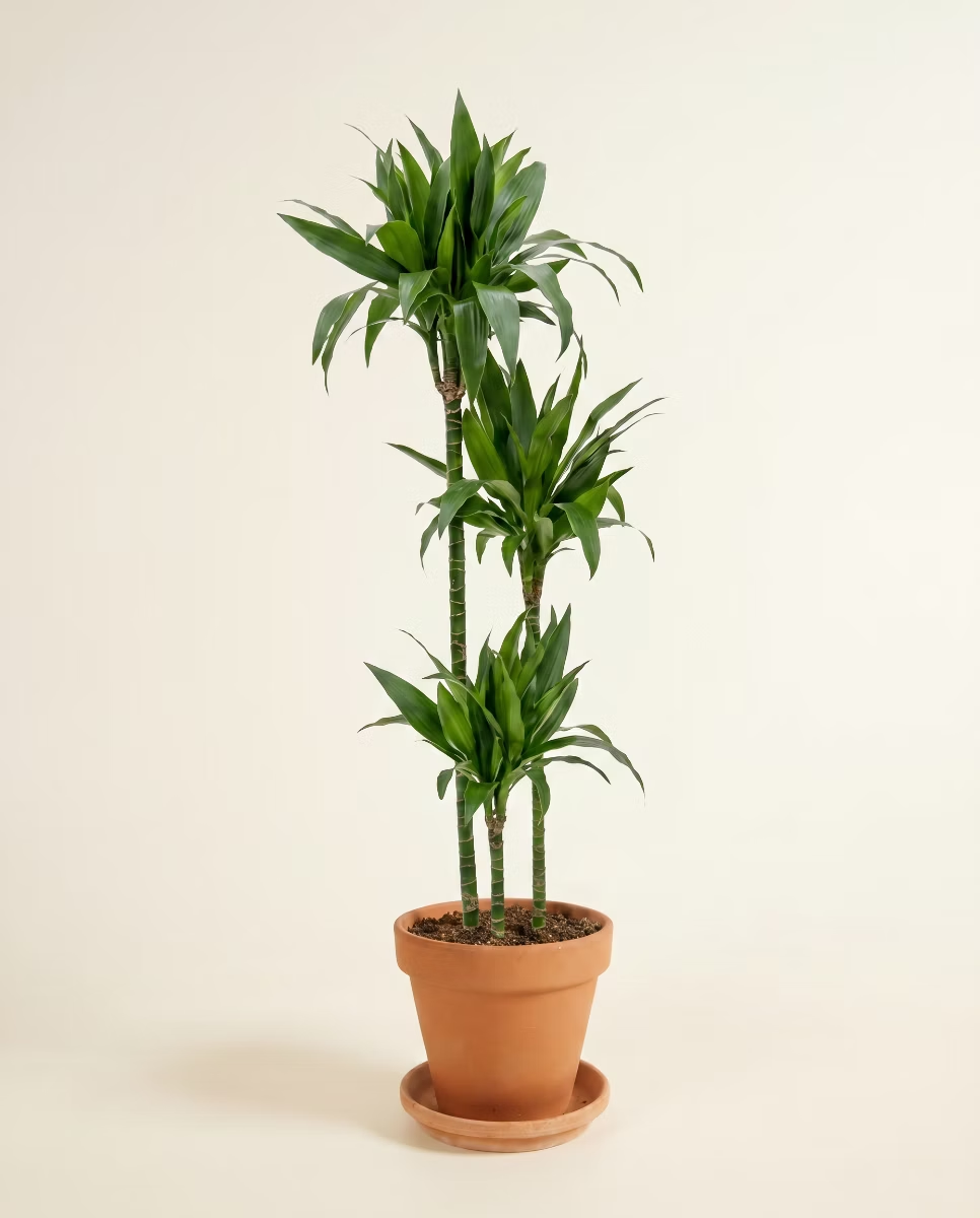 Dracaena Janet Craig (Dragon tree)