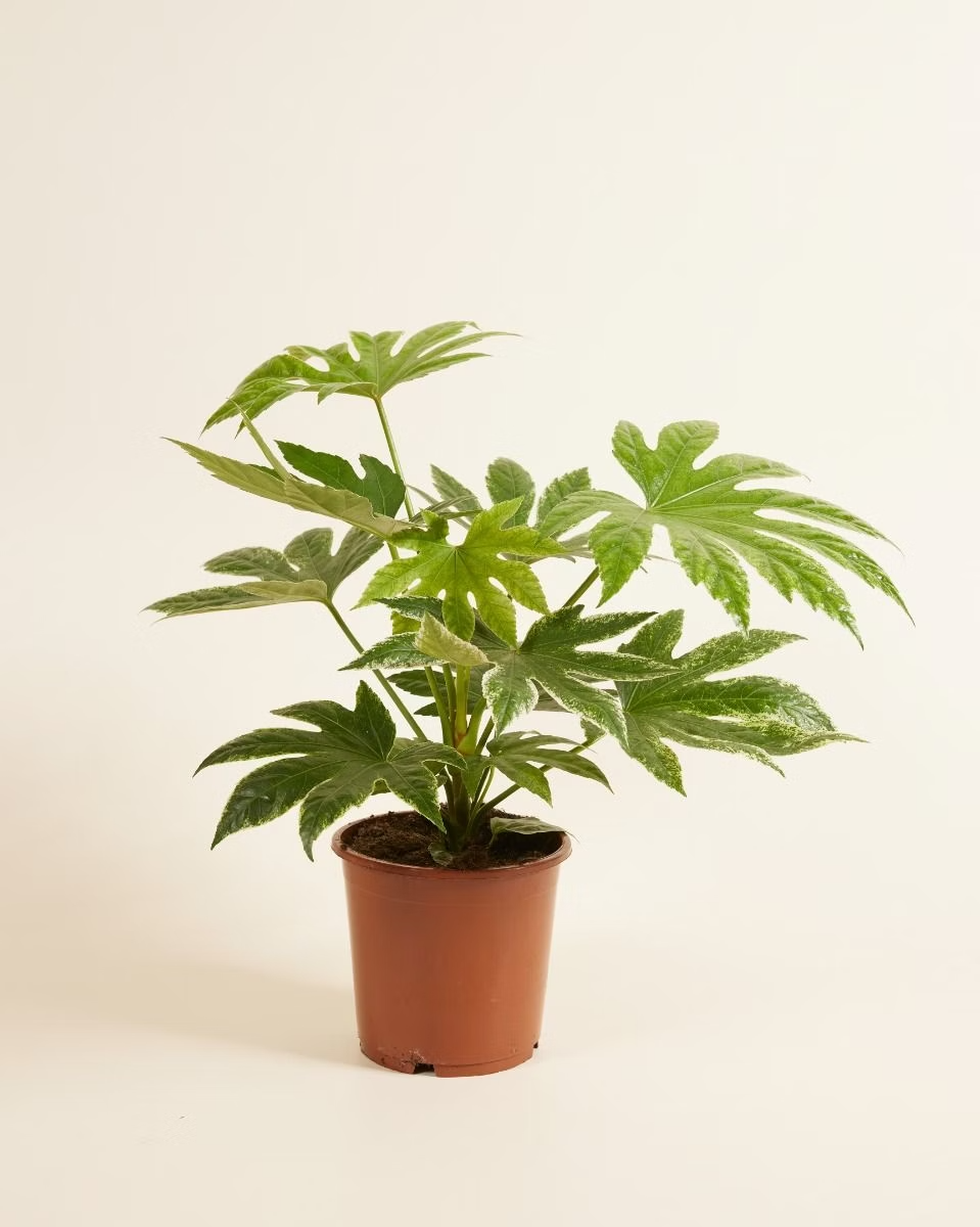 Fatsia Japonica 'Spiderweb' فاتسيا سبايدر ويب
