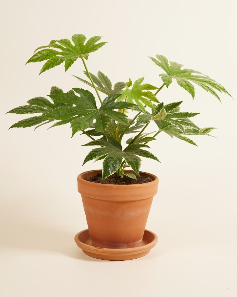 Fatsia Japonica 'Spiderweb' فاتسيا سبايدر ويب