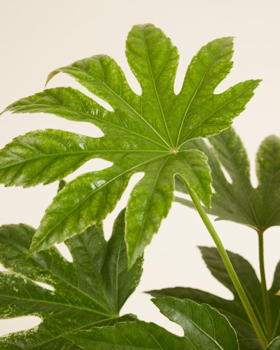 Fatsia Japonica 'Spiderweb' فاتسيا سبايدر ويب