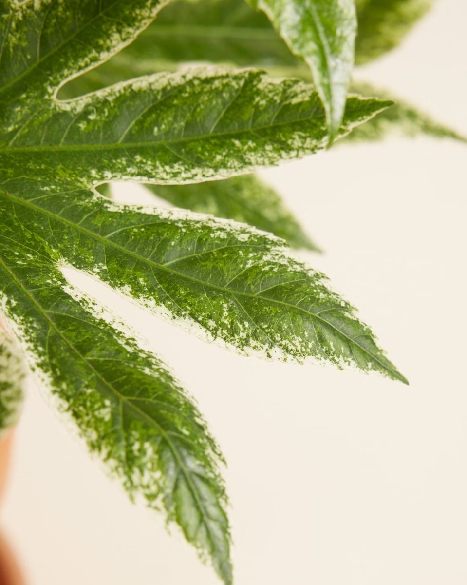 Fatsia Japonica 'Spiderweb' فاتسيا سبايدر ويب