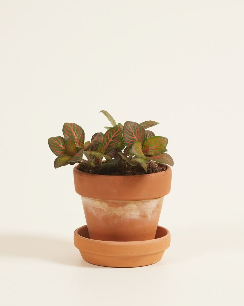 Baby Fittonia Joly Josan