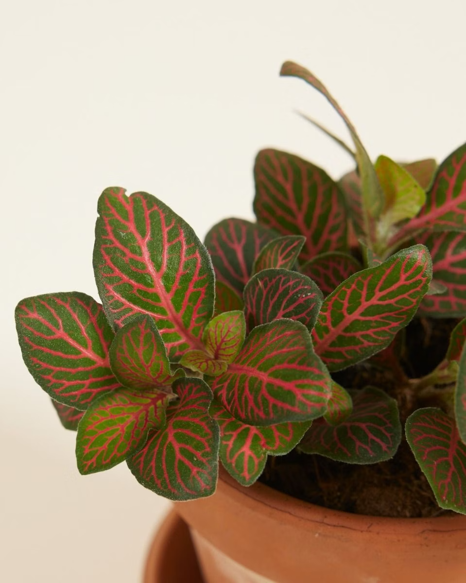 Baby Fittonia Joly Josan