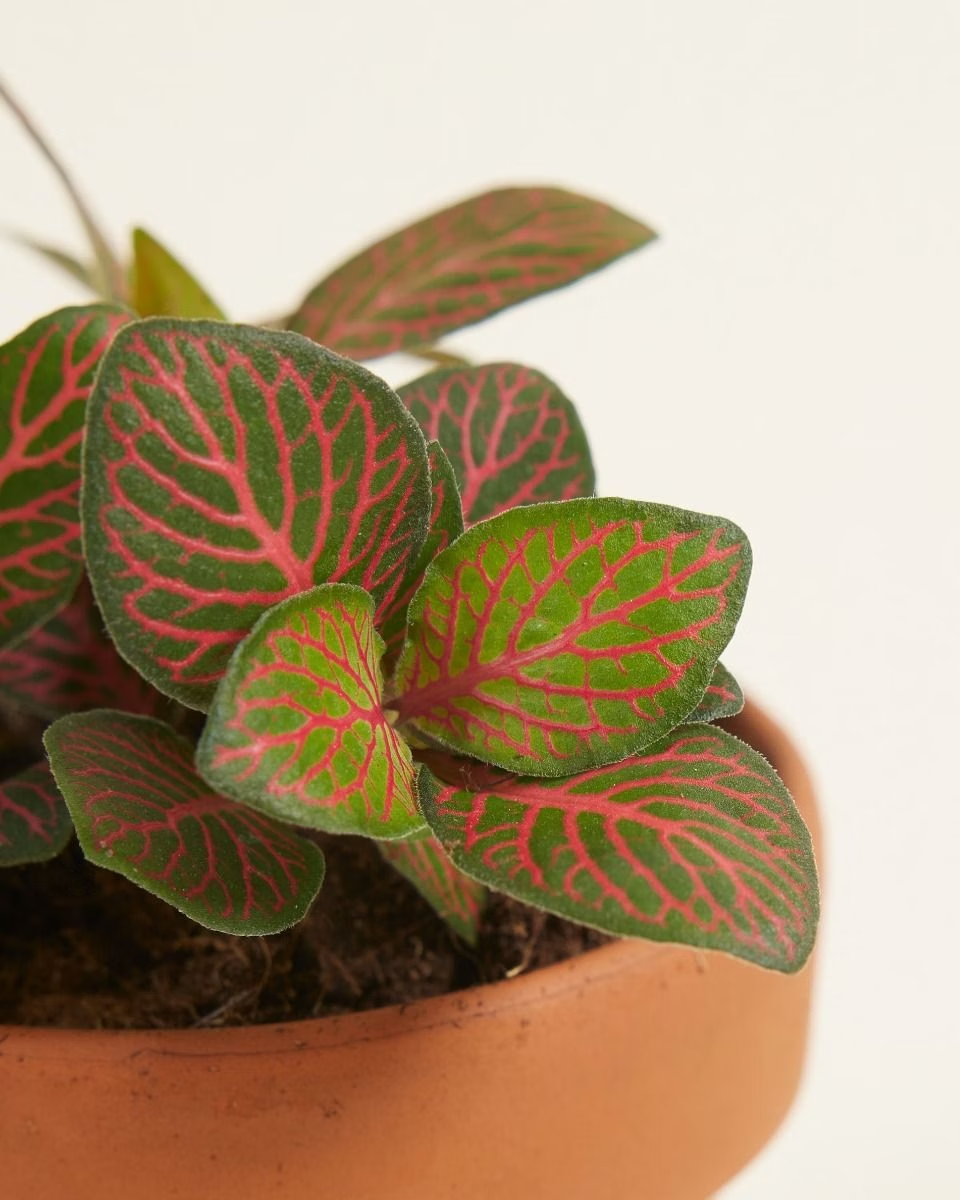 Baby Fittonia Joly Josan