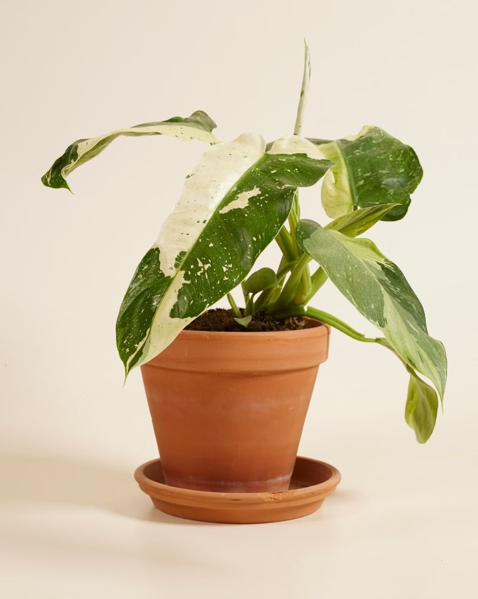 Philodendron Jose Buono فيلوديندرون هوزي بوينو