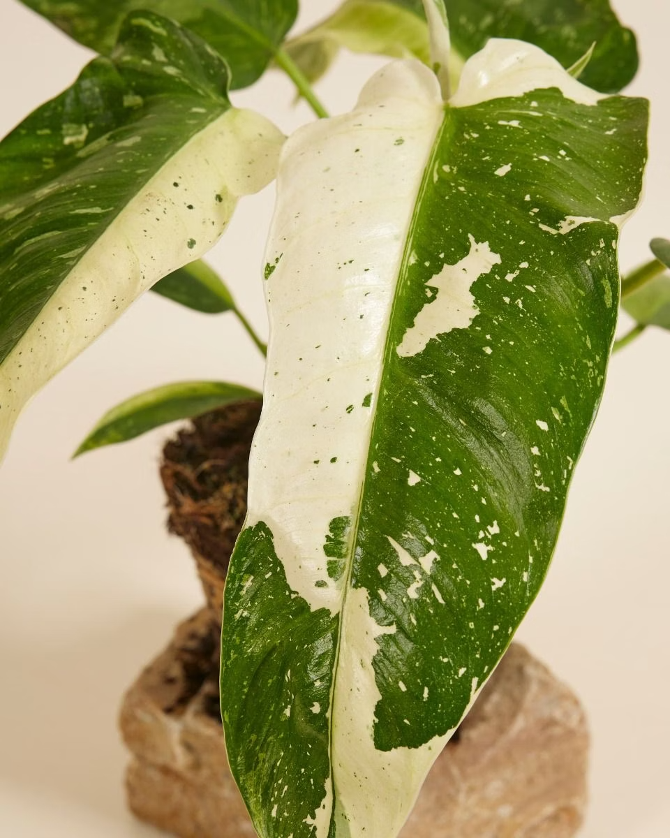 Philodendron Jose Buono فيلوديندرون هوزي بوينو