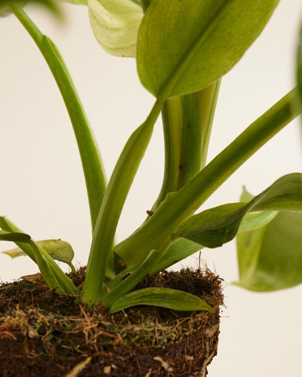 Philodendron Jose Buono فيلوديندرون هوزي بوينو