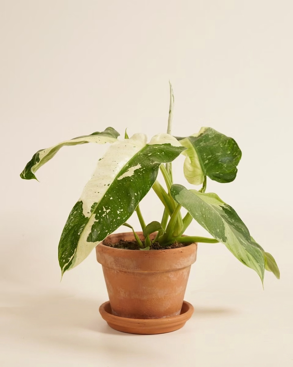 jose buono philodendron care Philodendron Jose Buono – NABAT