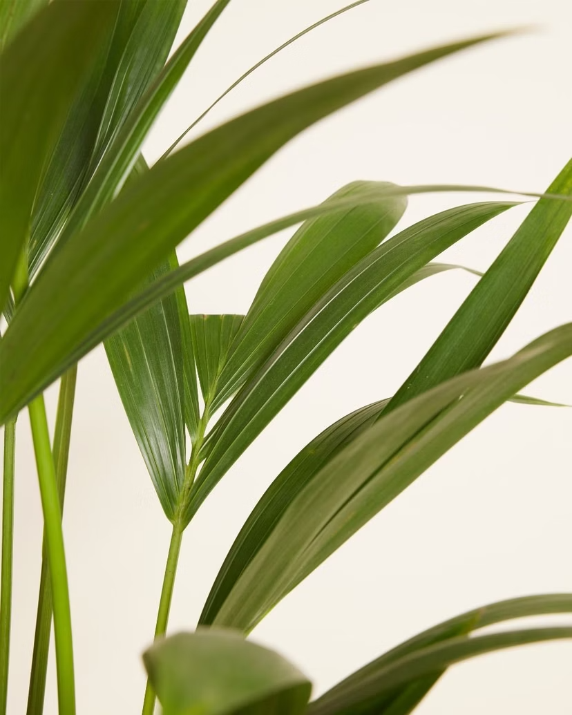 Palm Kentia (Howea Fosteriana)