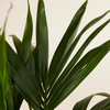 Palm Kentia (Howea Fosteriana)
