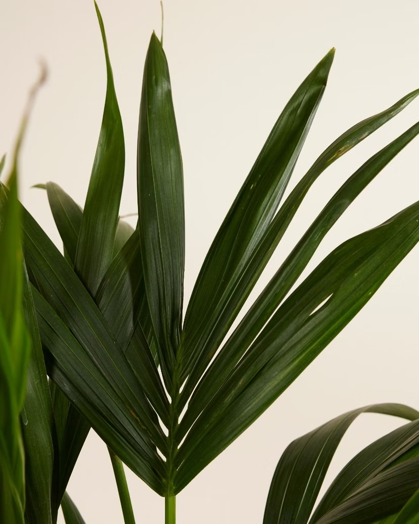 Palm Kentia (Howea Fosteriana)