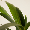 Palm Kentia (Howea Fosteriana)