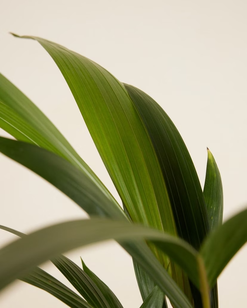 Palm Kentia (Howea Fosteriana)
