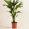 Palm Kentia (Howea Fosteriana)