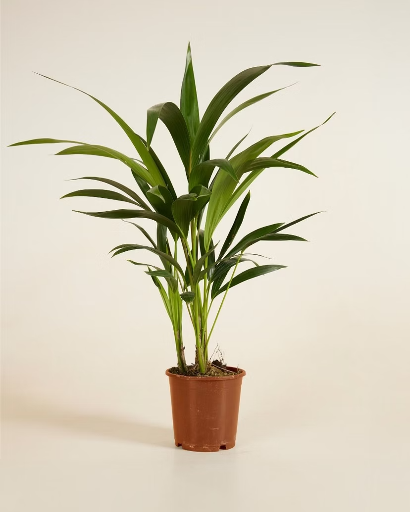 Palm Kentia (Howea Fosteriana)