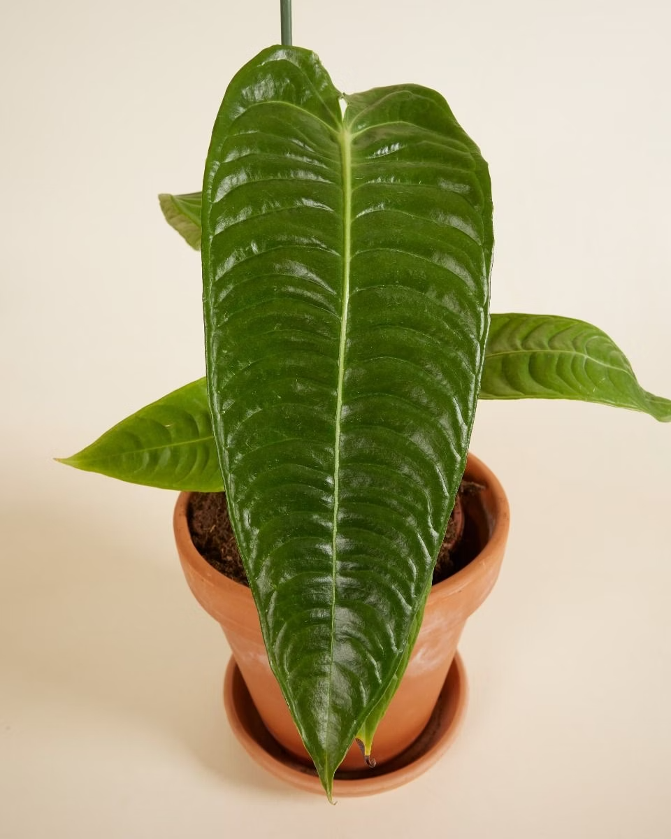 anthurium green king King Anthurium (Veitchii) – NABAT