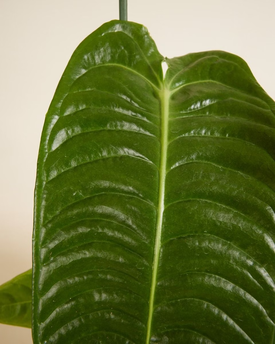 anthurium green king King Anthurium (Veitchii) – NABAT