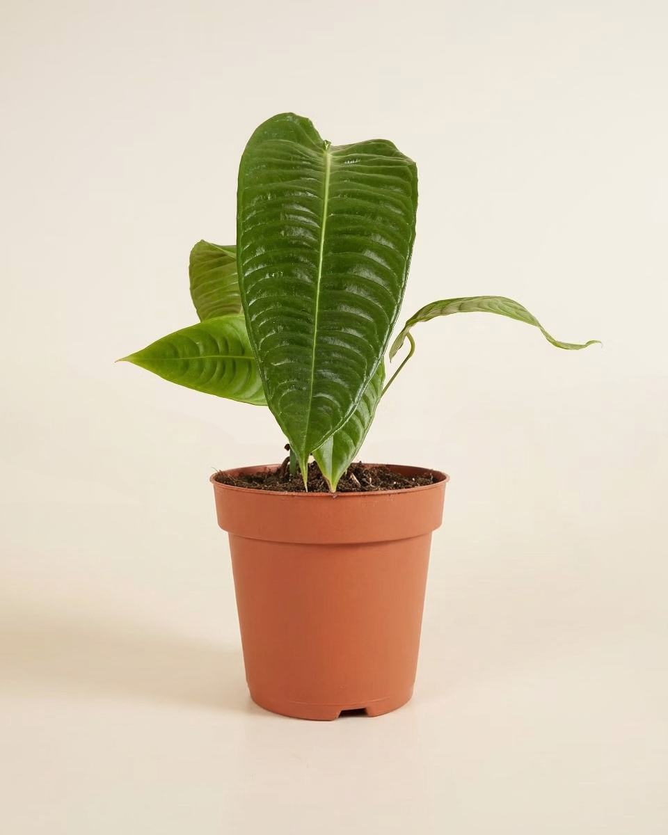 King Anthurium (Veitchii)