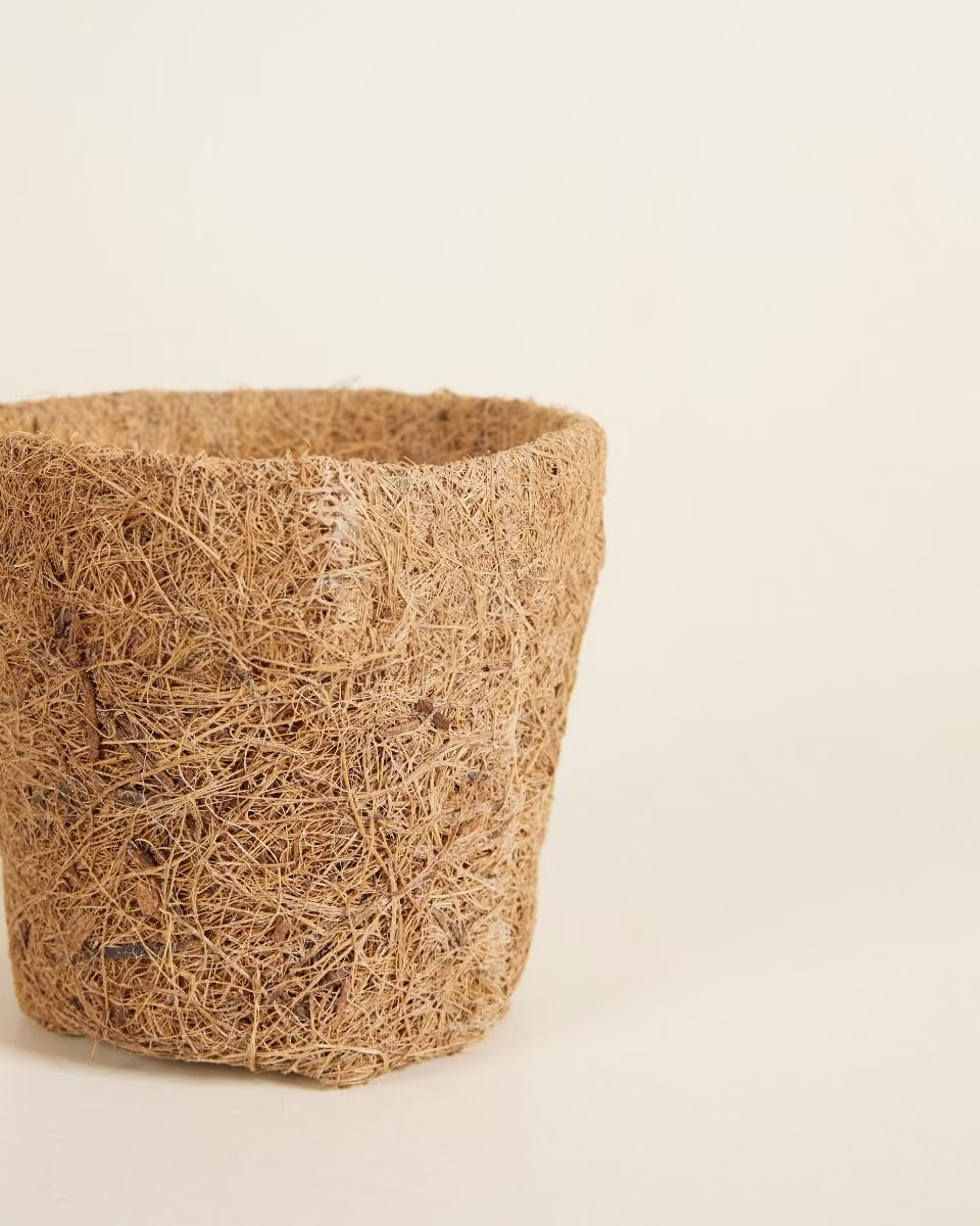 Baby Kokedama Pot (10 Pcs)