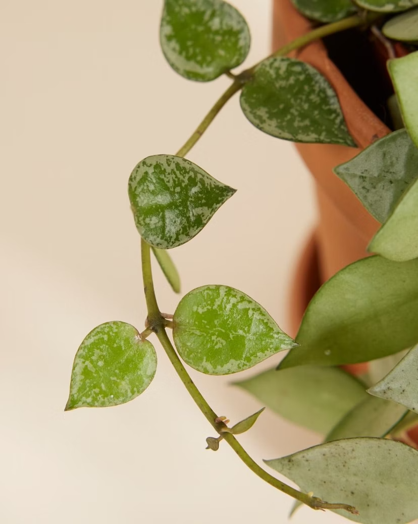 Hoya Kroniana Eskimo (Wax plant)