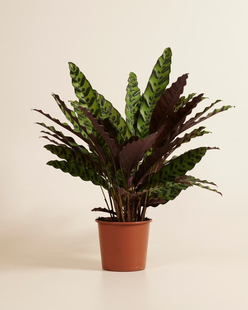Calathea Lancifolia Insigne
