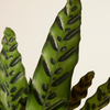Calathea Lancifolia Insigne