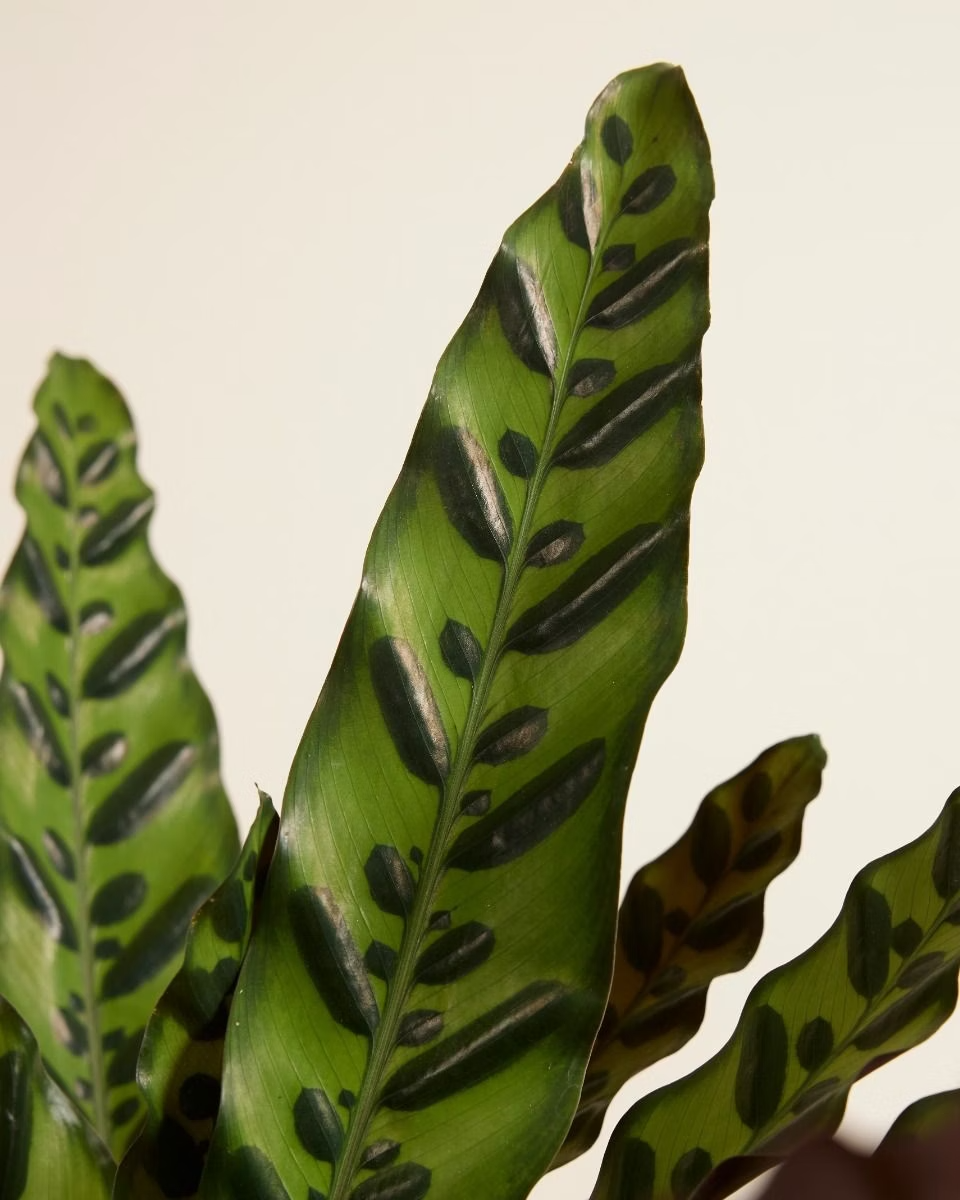 Calathea Lancifolia Insigne