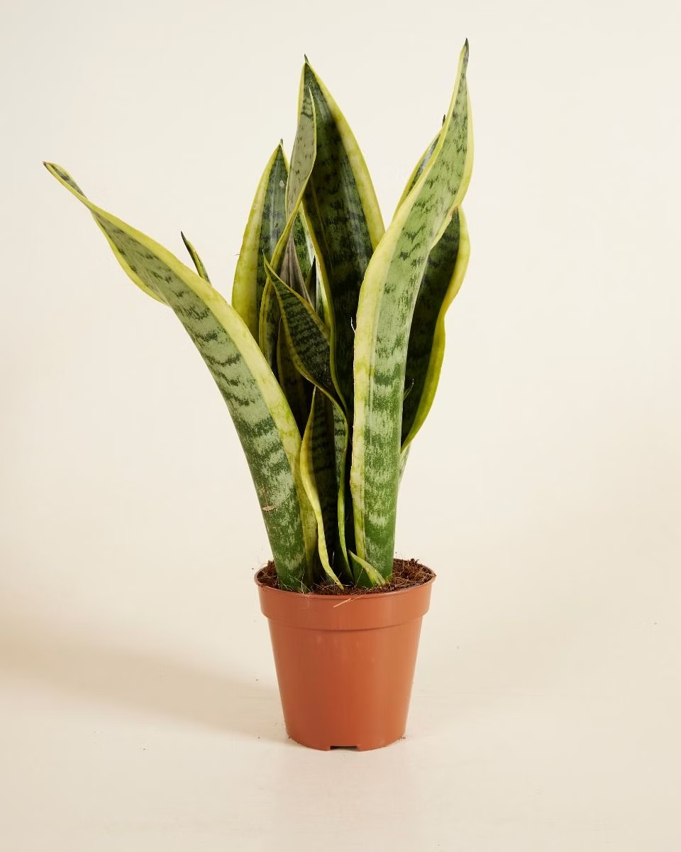 Laurentii جلد النمر لورانتي