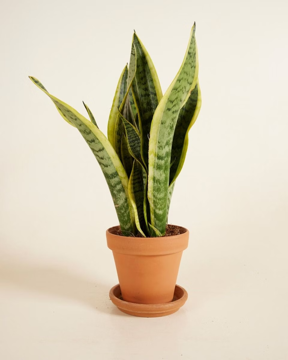 Laurentii جلد النمر لورانتي