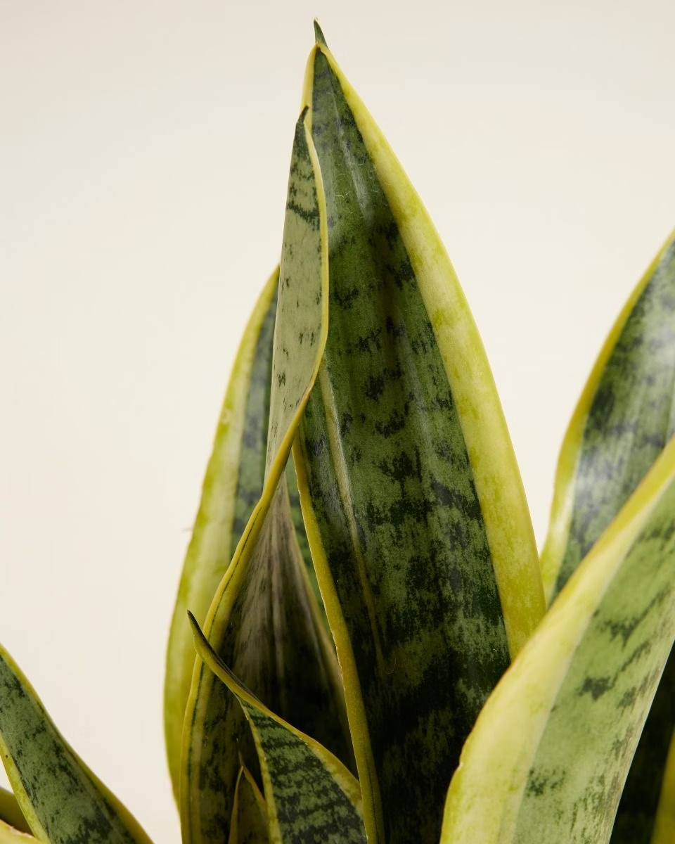 Laurentii جلد النمر لورانتي