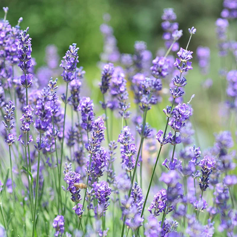 Lavender English - supplier photo