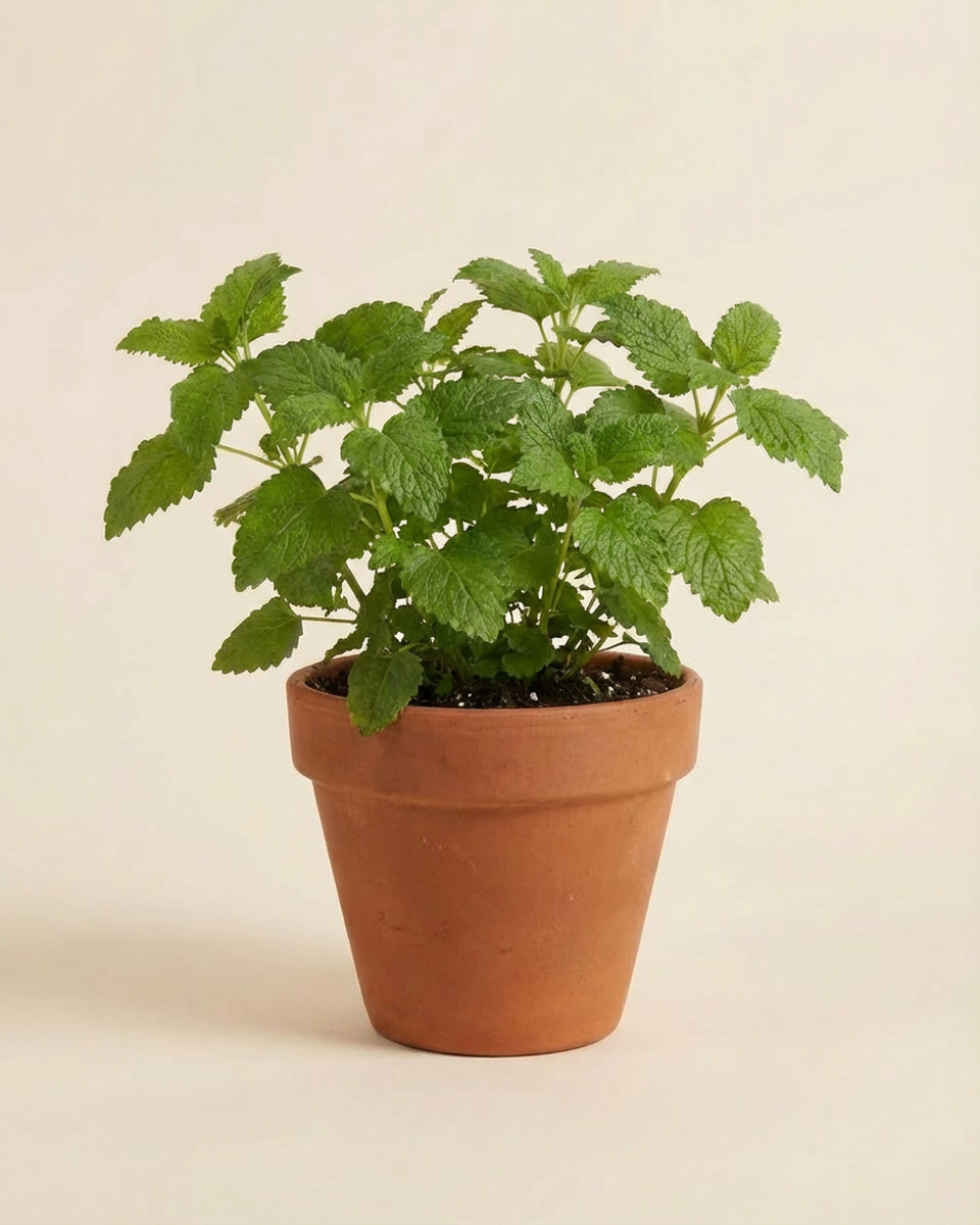 Lemon Balm نبتة المليسة