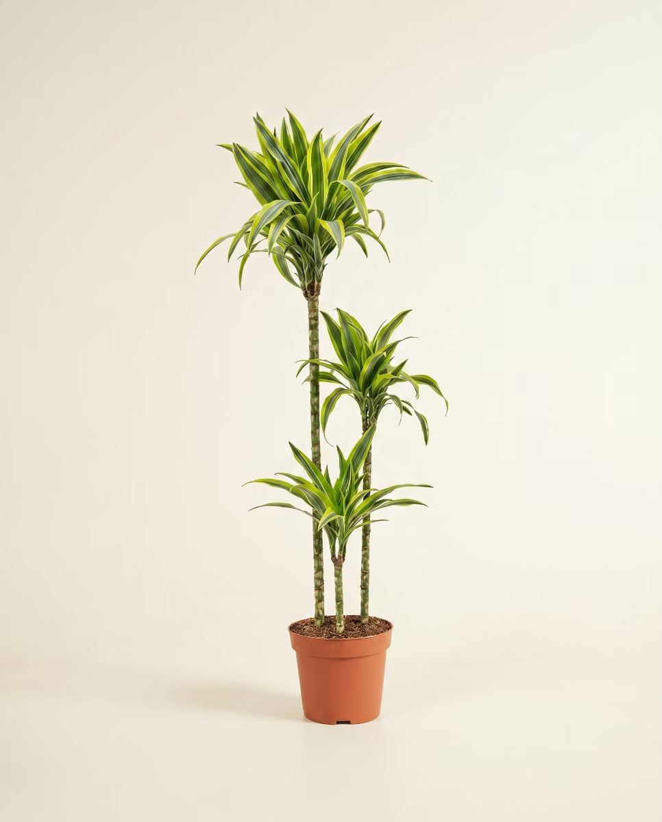Dracaena Lemon Lime (Dragon tree)