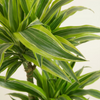 Dracaena Lemon Lime (Dragon tree)