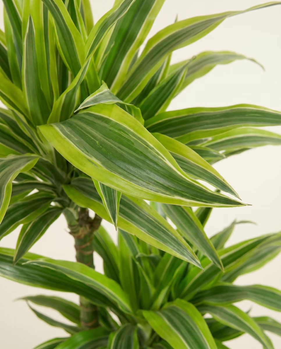 Dracaena Lemon Lime (Dragon tree)