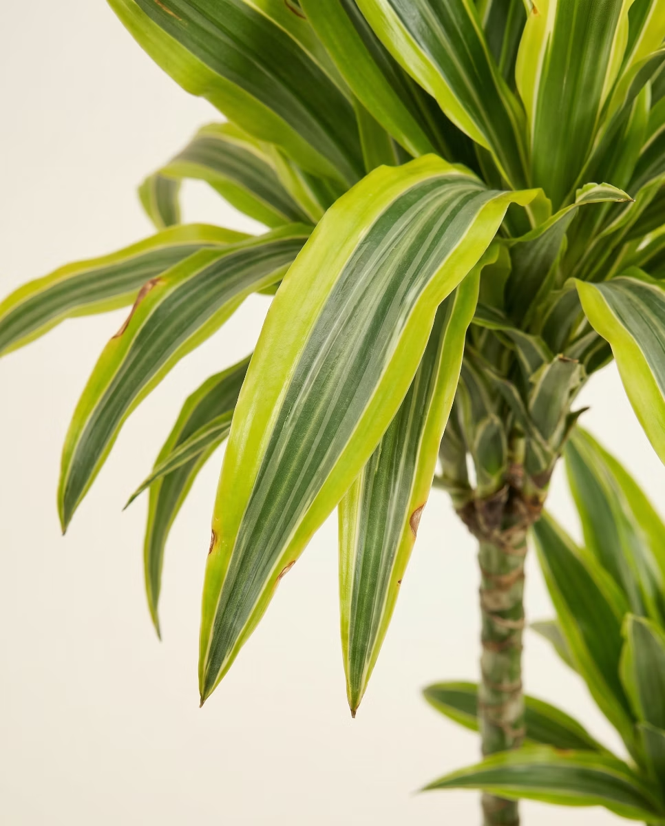 Dracaena Lemon Lime (Dragon tree)