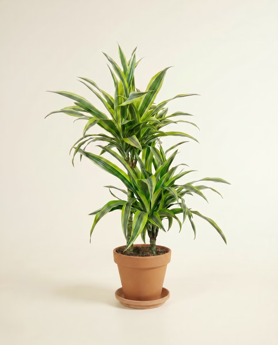 Dracaena Lemon Lime (Dragon tree)