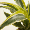 Dracaena Lemon Surprise (Dragon tree)