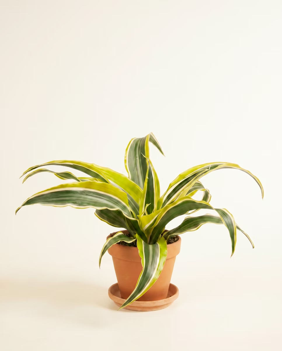 Dracaena Lemon Surprise (Dragon tree)