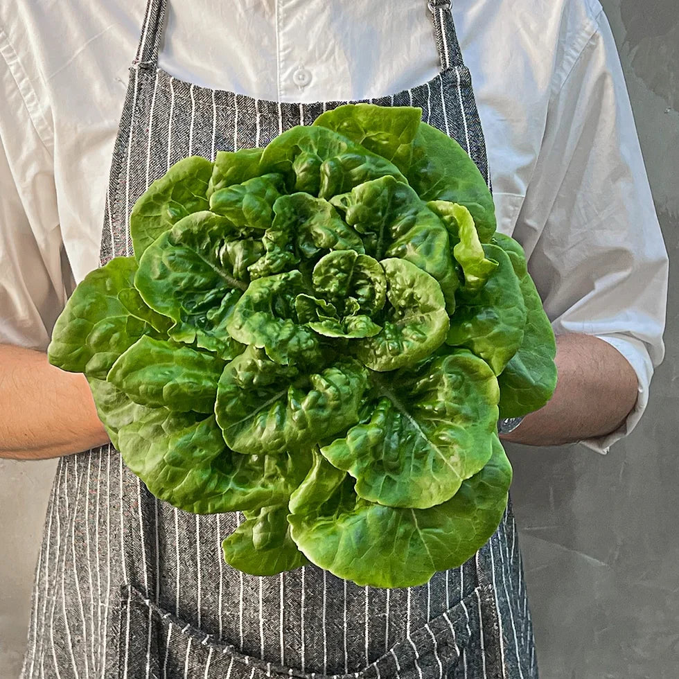 Lettuce Buttercrunch - supplier photo