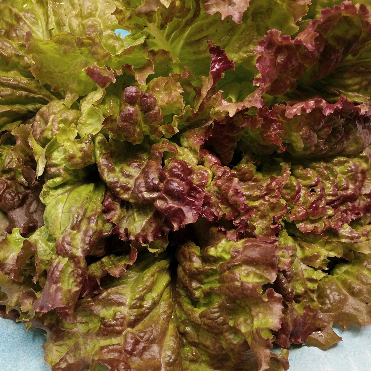 Lettuce Prizehead - supplier photo